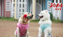 神犬小七3电视剧全集,忠诚守护，再续传奇，热血青春！